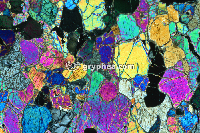 Péridotite LPA x5 - gryphea.com